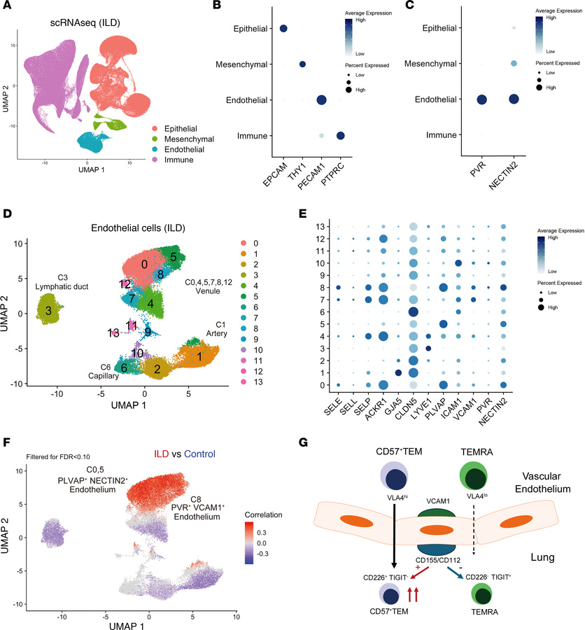 Endothelial cells are the main source of CD155 and CD112 in ILD tissues....