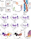 Developmental and clonal relationship between CD57+ Tem cells and Temra CD8