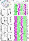 Subsets of genes that are coordinately up- or downregulated in LM-Flcn KO l