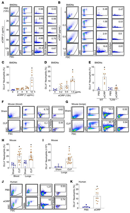 Treatment with eCIRP generates DLL4+ neutrophils in vitro and in vivo.
(...