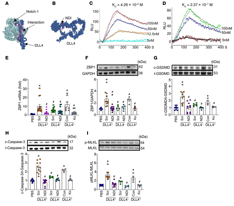 Development and evaluation of small peptide NDI attenuates PVEC PANoptos...