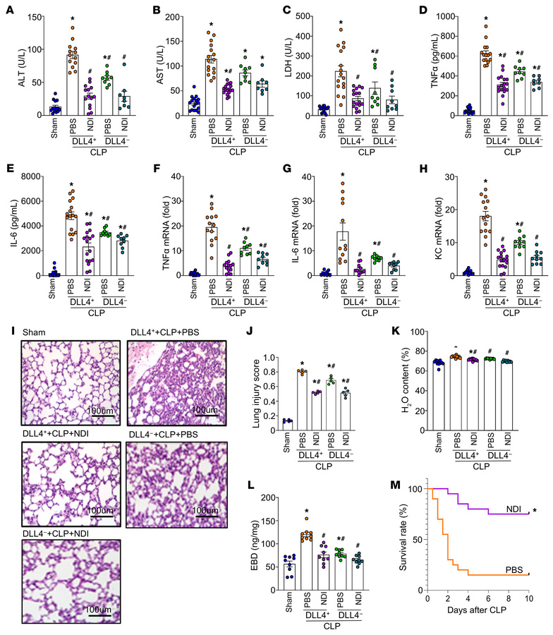 NDI attenuates ALI and inflammation and improves survival in sepsis.
FAC...