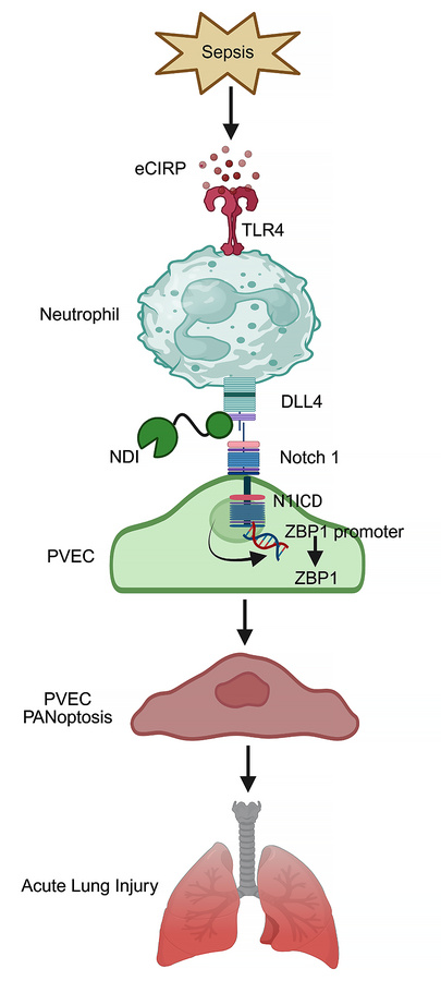 Schema of findings.
DLL4+ neutrophils induce pulmonary endothelial cell ...
