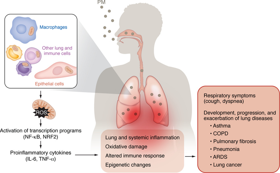 Mechanisms by which PM air pollution affects the respiratory system.
Inh...