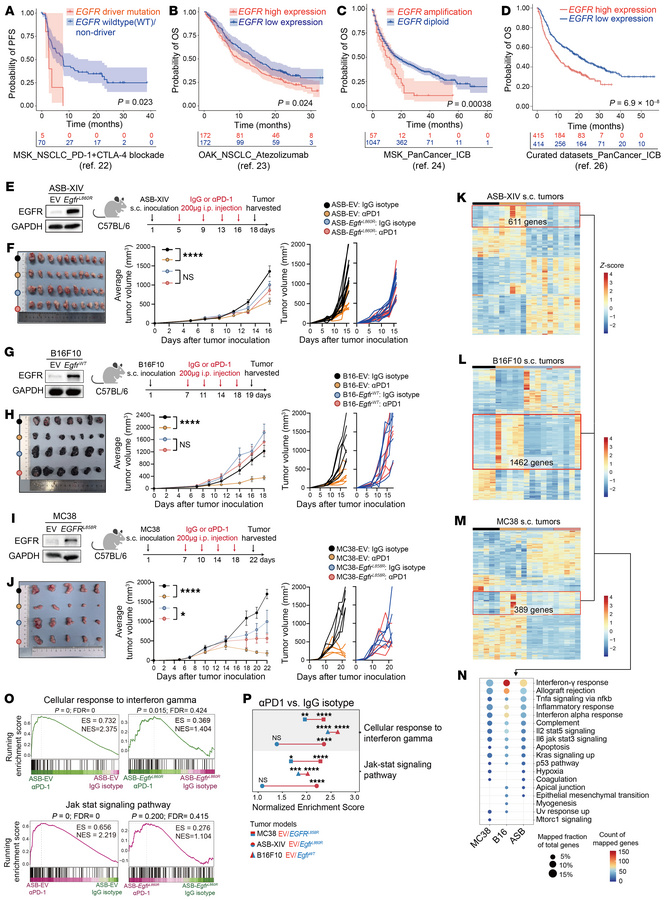 
EGFR mutation, amplification, and overexpression diminish the antitumor...