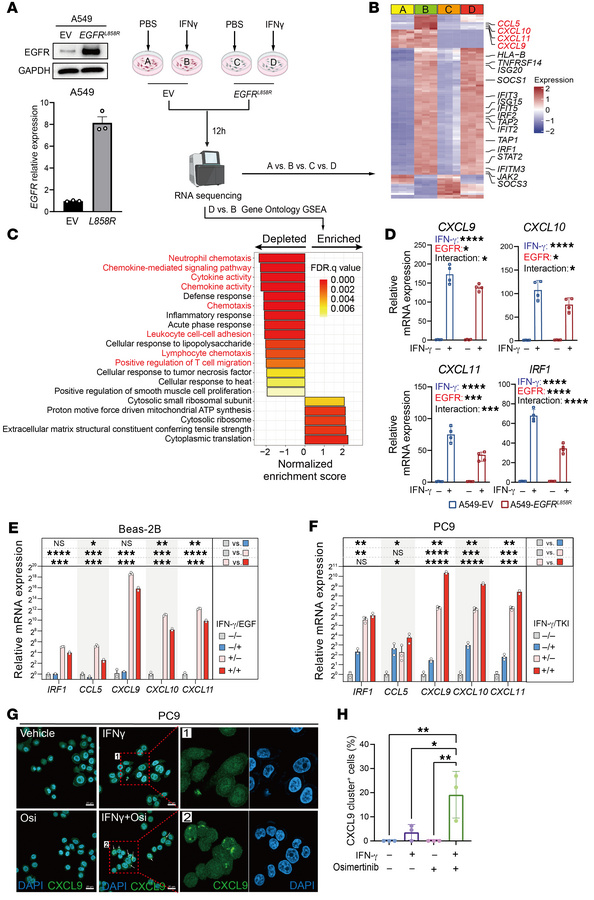 EGFR activation suppresses IFN-γ–mediated chemokine expression and pathw...