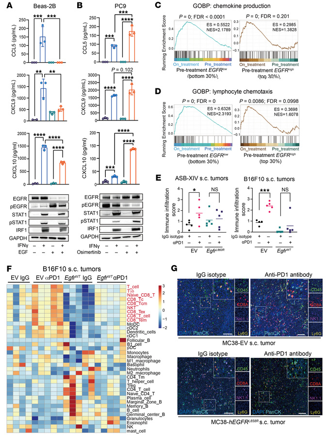 EGFR activation impairs T cell recruitment following ICB by suppressing ...