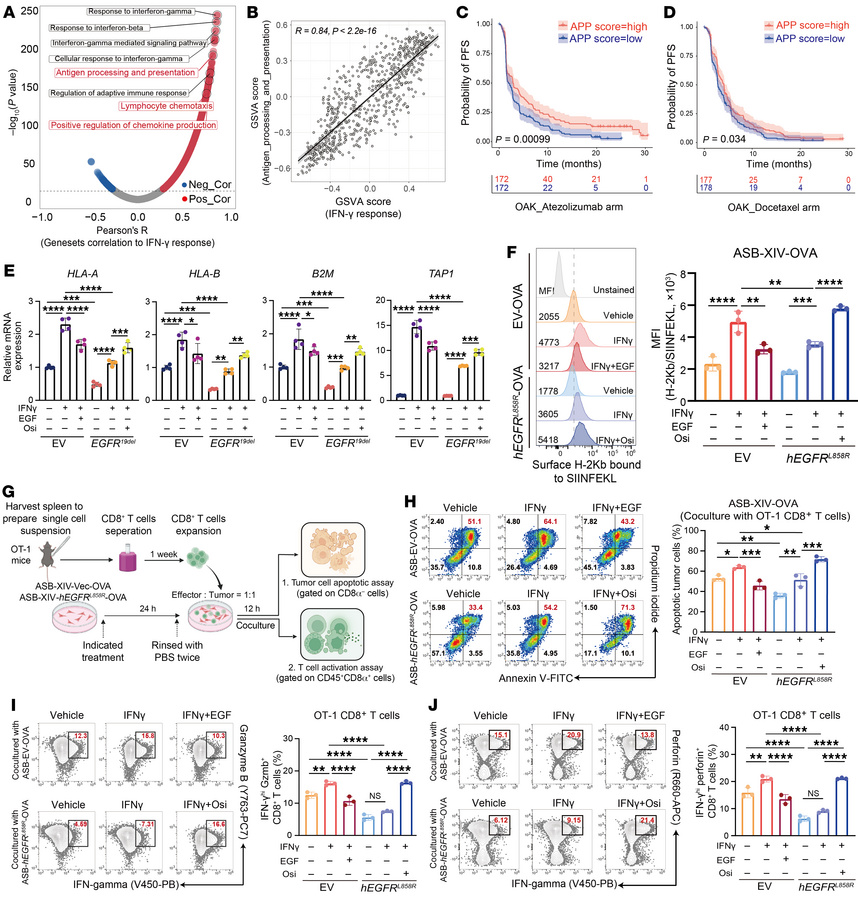 EGFR activation suppresses IFN-γ–mediated APP.
(A) Pearson’s correlation...