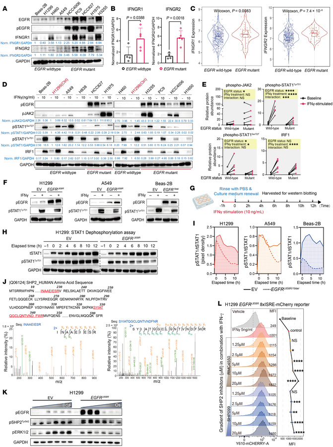 EGFR promotes SHP2 activation to accelerate STAT1 dephosphorylation and ...