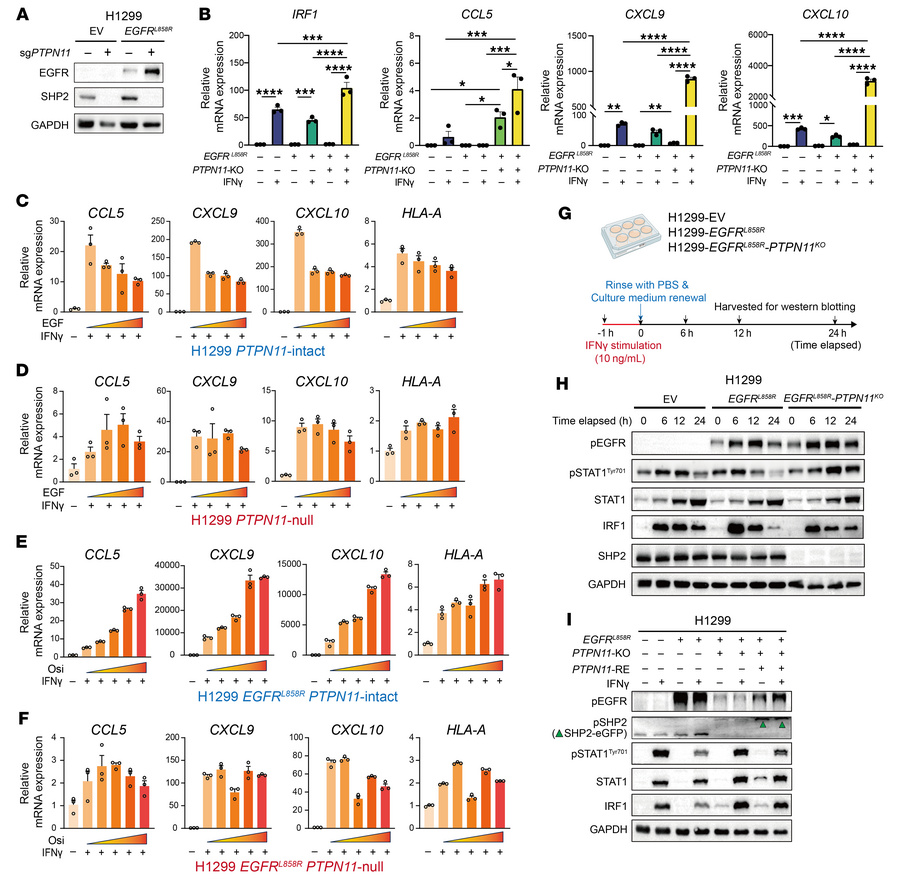 Desensitization of the tumor cell response to IFN-γ upon EGFR activation...