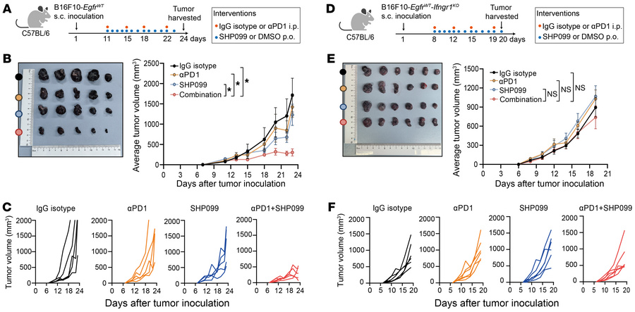 Inhibition of SHP2 resensitizes the EGFR-activated tumor to ICB treatmen...
