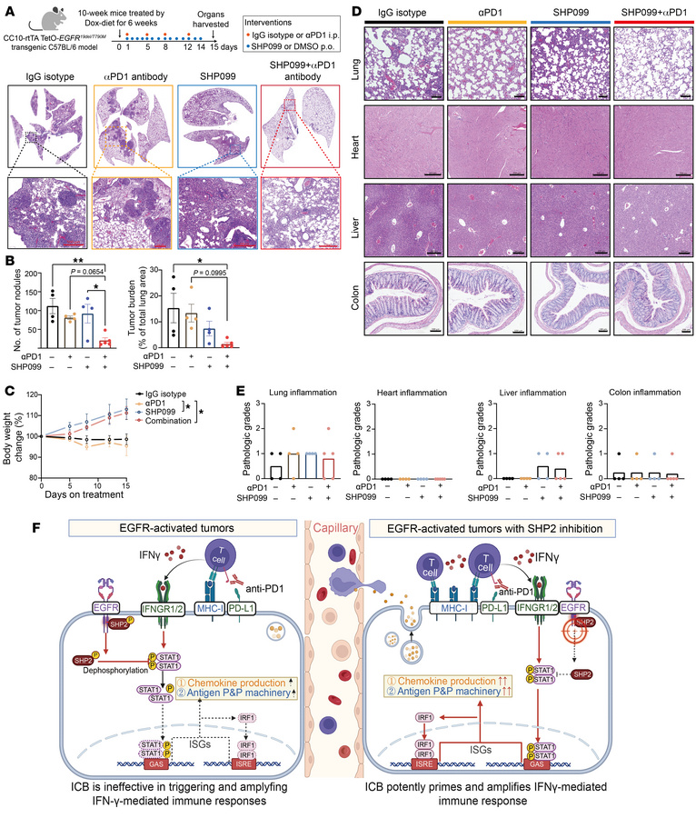 Combining ICB with SHP2 inhibition is effective and potentially safe to ...