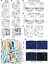 EGFR activation impairs T cell recruitment following ICB by suppressing IFN