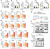 Desensitization of the tumor cell response to IFN-γ upon EGFR activation is