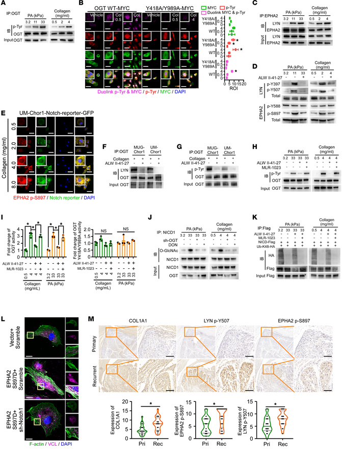 EPHA2 perceives ECM stiffness to induce LYN phosphorylation.
(A and B) I...