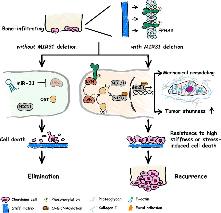graphical abstract