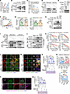 Activation of LYN in response to stiff ECM mediates NICD1 O-GlcNAcylation b