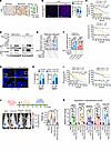 Deletion of MIR31 contributes to LYN upregulation in recurrent chordoma.