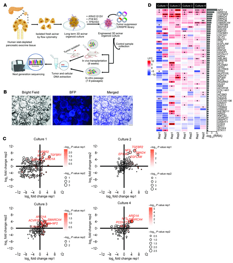 Unveiling of potential tumor suppressor driver mutations in human PDAC u...
