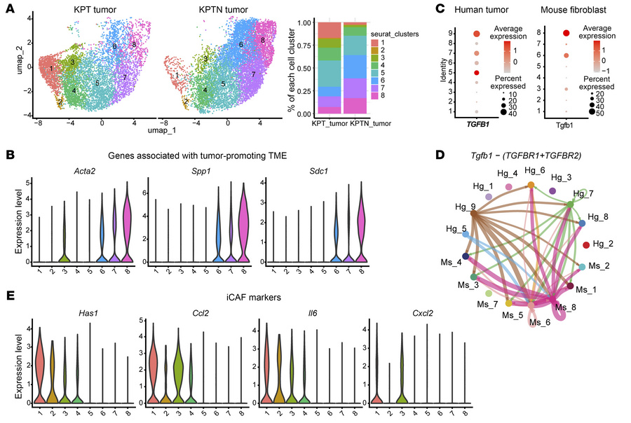 KPTN tumors are associated with a tumor-promoting microenvironment.
(A) ...