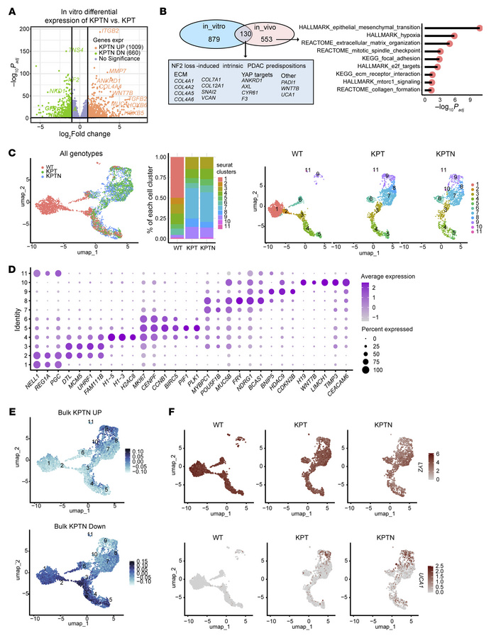 Genetic predisposition primes acinar cells for enhanced cell fitness in ...