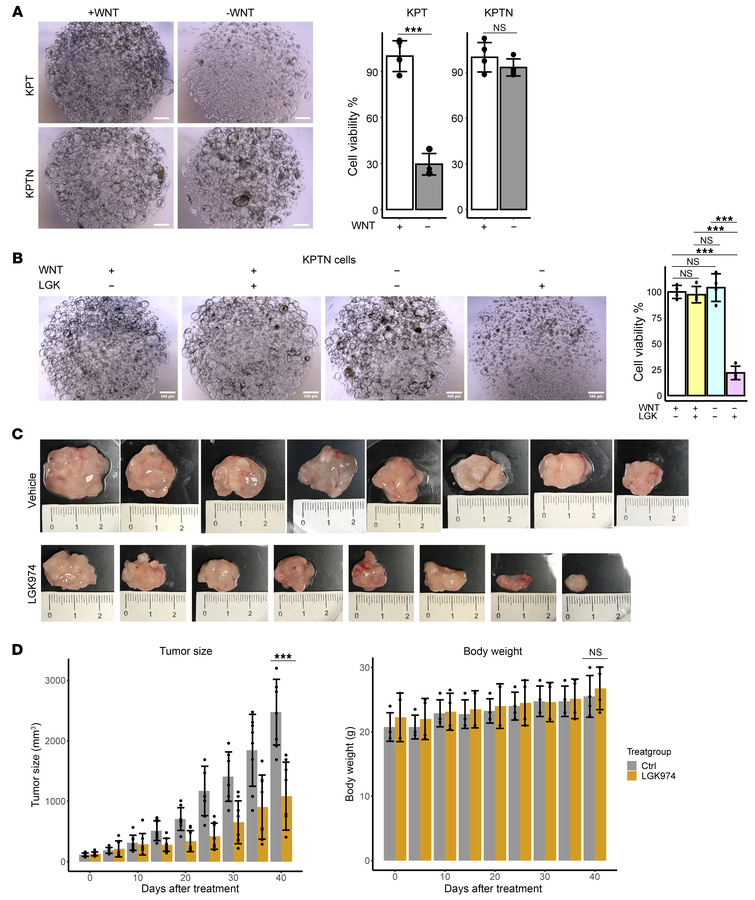 
NF2 loss drives autonomous WNT7B secretion to support acinar growth.
(A...