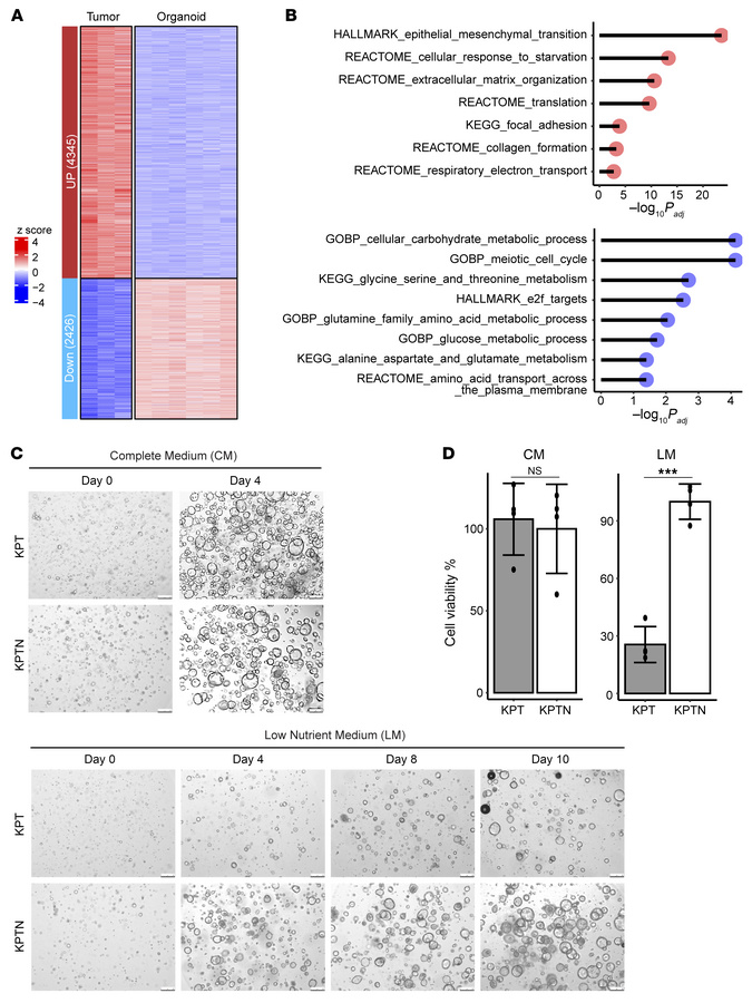 
NF2 inactivation promotes cell survival under nutrient deprivation.
(A)...