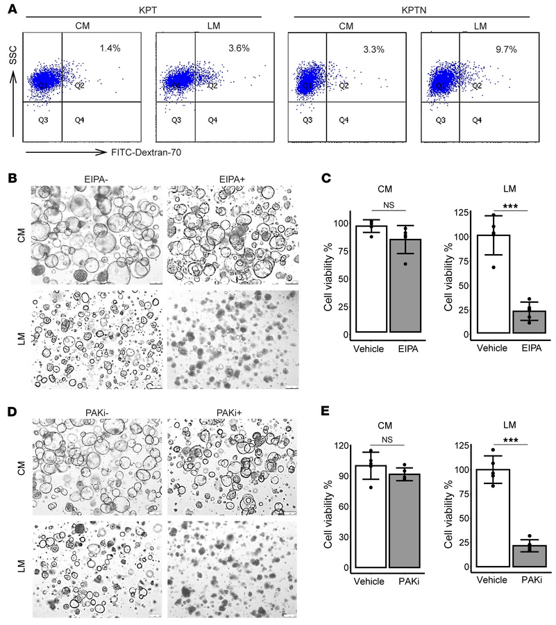 
NF2 loss enhances macropinocytosis activation under starvation.
(A) Rep...