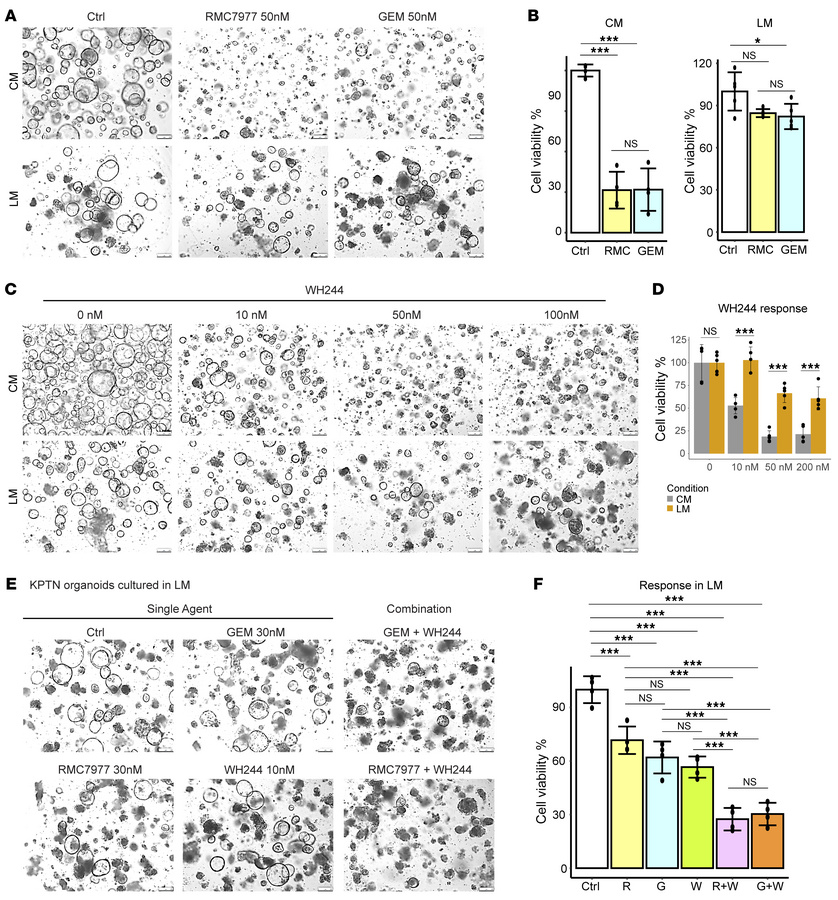 
NF2 loss and nutrient starvation cooperate to induce therapeutic resist...
