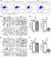 NF2 loss enhances macropinocytosis activation under starvation.