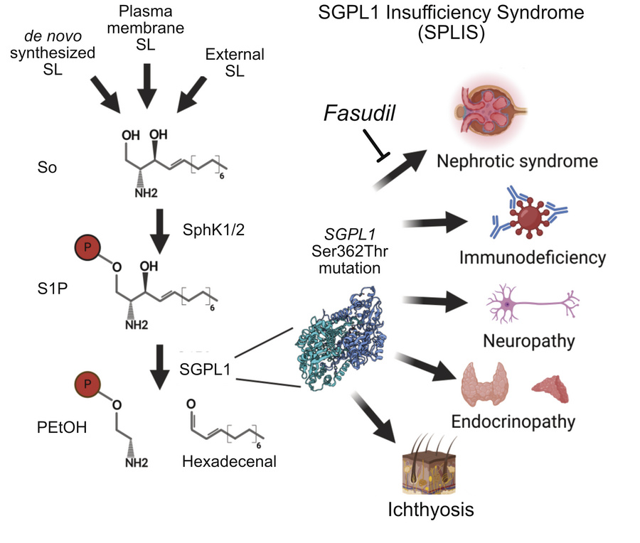 graphical abstract