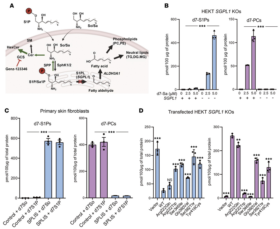Analysis of SL metabolism and the impact of SGPL1 mutations.
(A) Schemat...