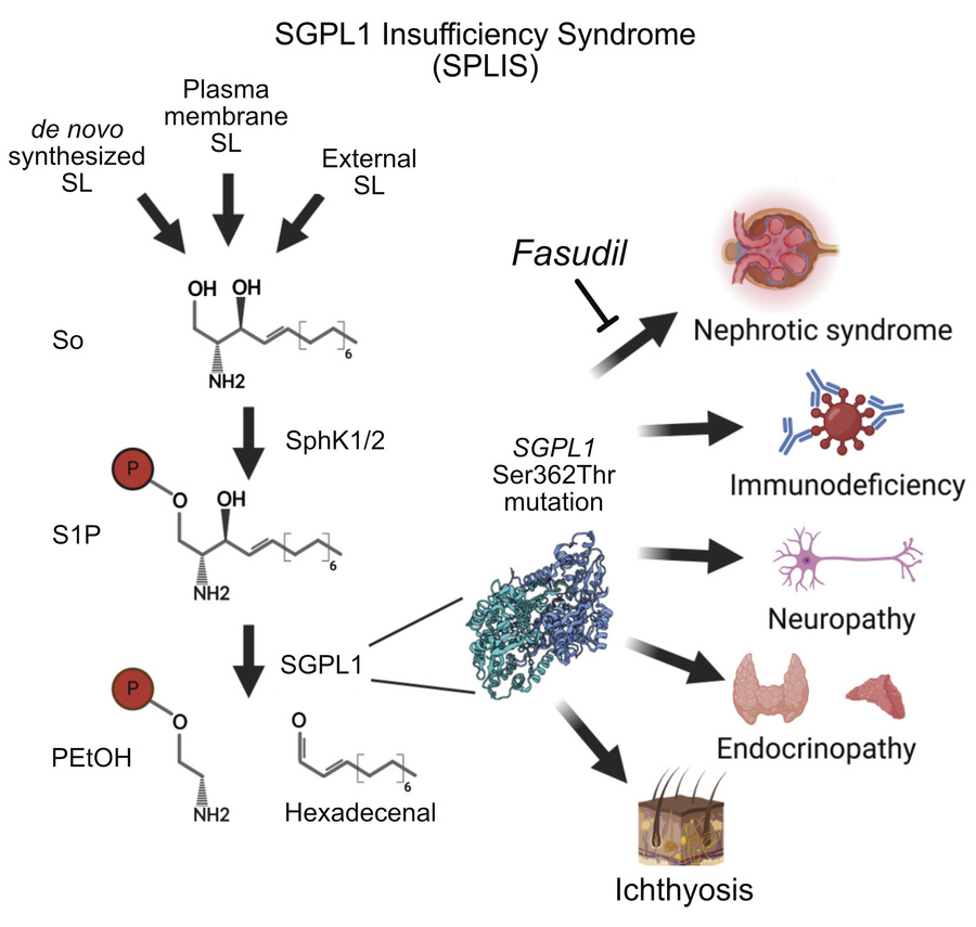 graphical abstract