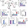 SPT regulation via the ORMDL/Cer axis prevents toxic S1P accumulation in SG