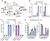 Analysis of SL metabolism and the impact of SGPL1 mutations.