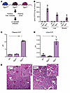Analysis of S1P levels and kidney pathology in Sgpl1 mice.