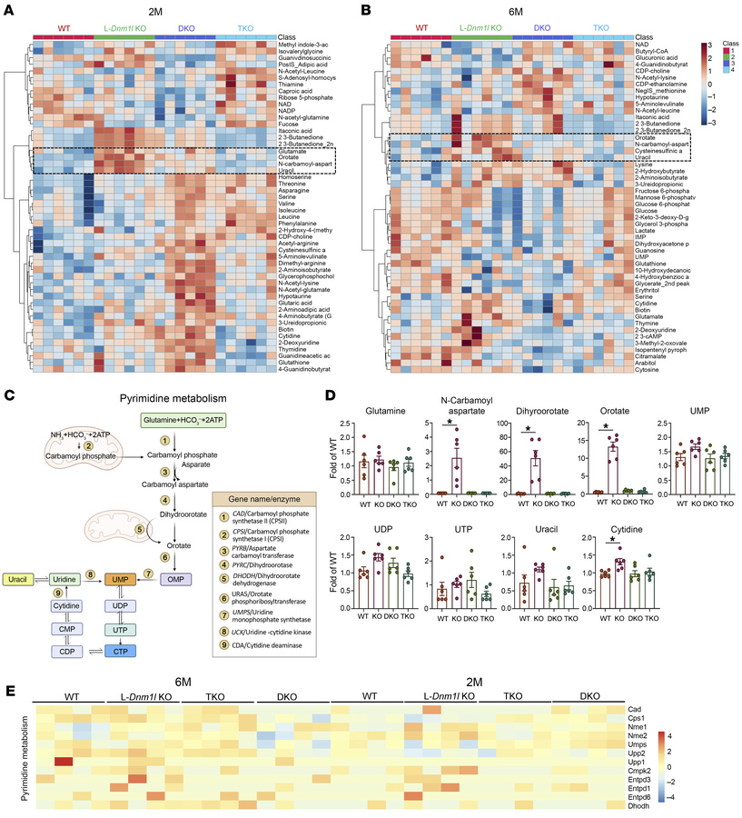 Increased pyrimidine synthesis and metabolism in the liver of L-Dnm1l–KO...