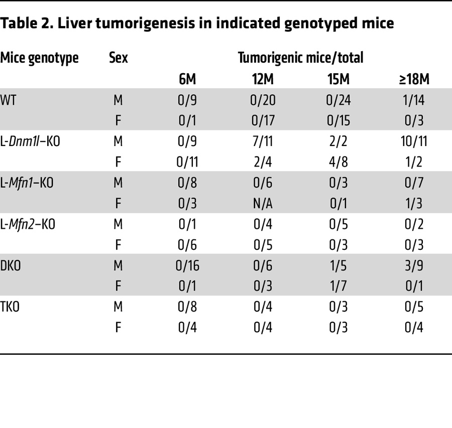 Liver tumorigenesis in indicated genotyped mice