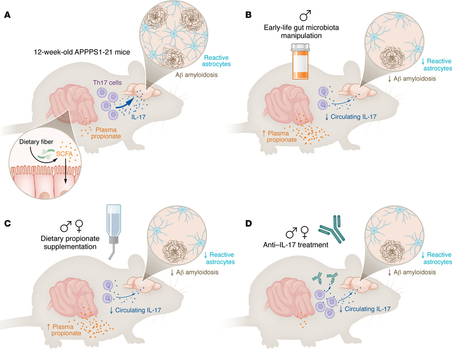 A gut/immune/brain axis involving propionate and IL-17 modifies amyloid ...