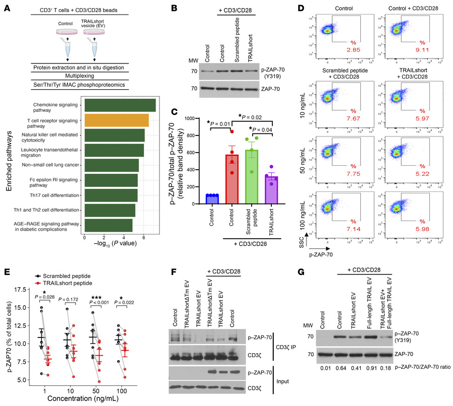 TRAILshort induces changes in the TCR phosphoproteome and inhibits proxi...