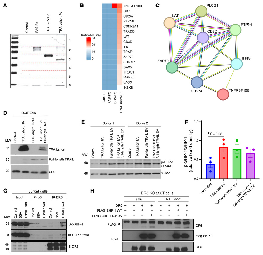 TRAILshort treatment induces the recruitment and activation of SHP-1 at ...