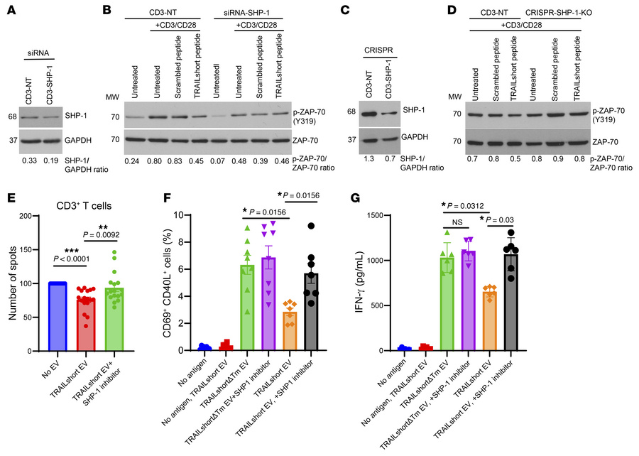 SHP-1 inhibition reverses TRAILshort-mediated suppression of T cell func...