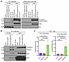 TRAILshort does not induce apoptosis, necroptosis, or NF-κB or NFAT activat