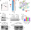 TRAILshort treatment induces the recruitment and activation of SHP-1 at the