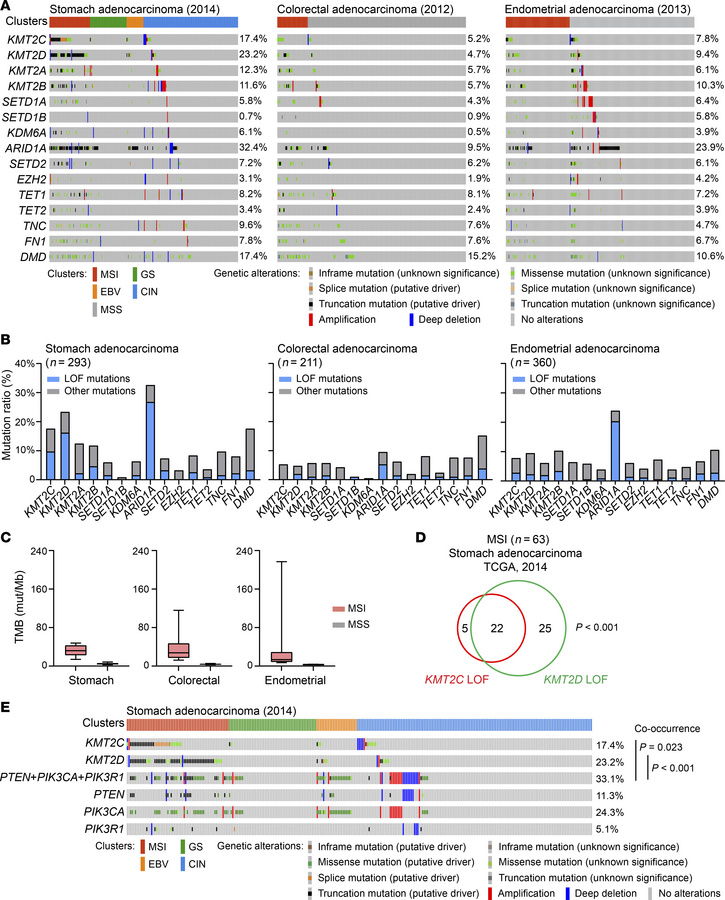 Co-occurrence of KMT2C/D LOF mutations and PI3K pathway alterations in S...