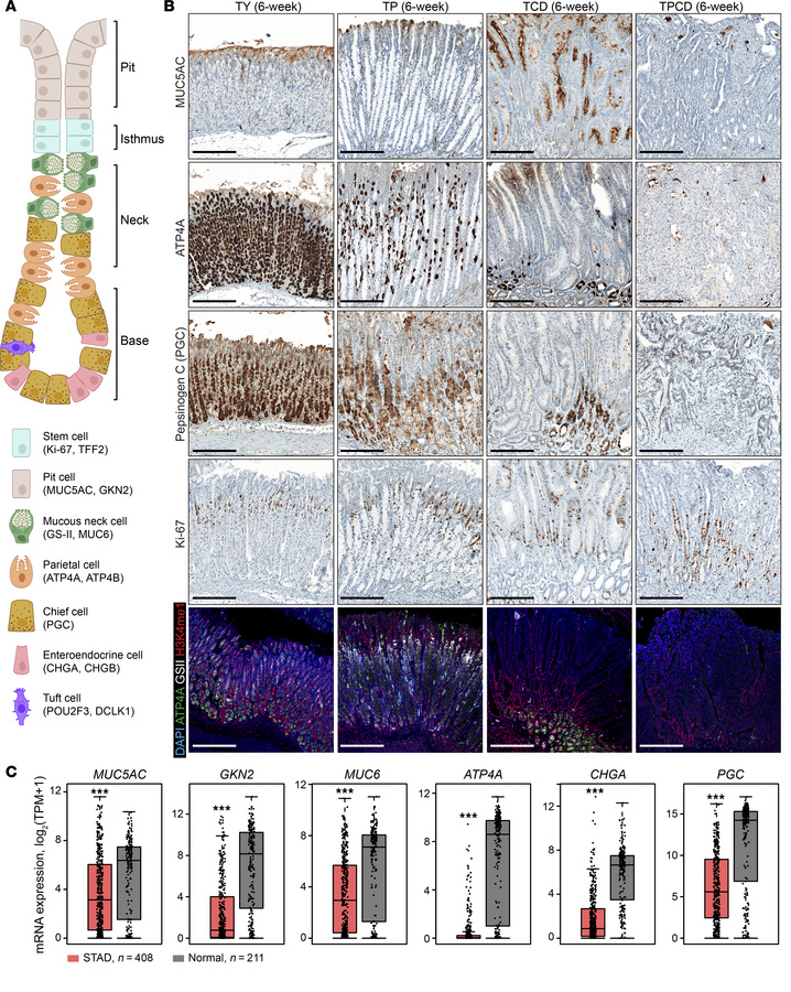 
Kmt2c/d knockout impairs gastric differentiation.
(A) Schematic diagram...