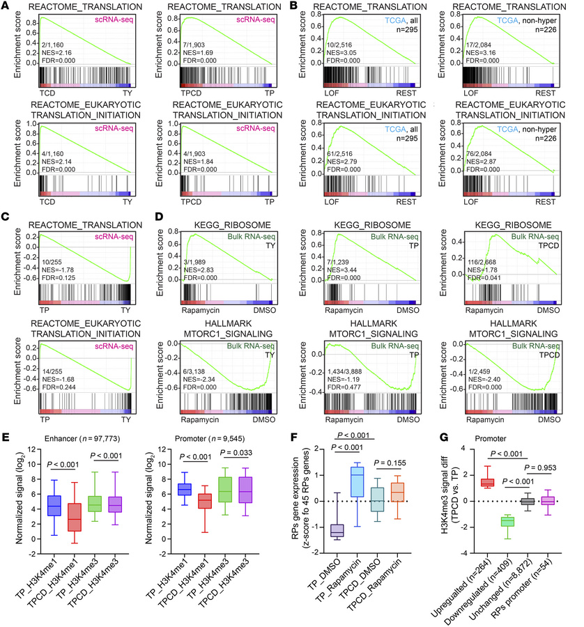 
Kmt2c/d loss induces feedback upregulation of ribosomal protein express...
