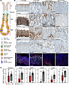 Kmt2c/d knockout impairs gastric differentiation.