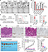 Combination of rapamycin and anti–PD-1 suppresses growth of TPCD cells in v