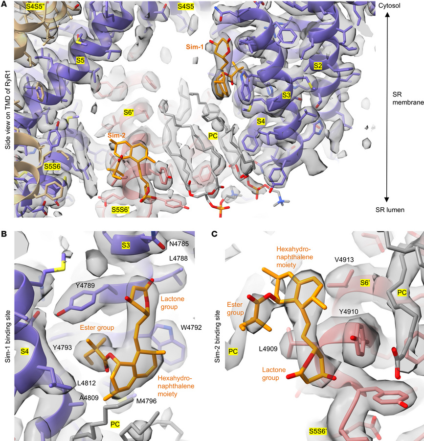 Simvastatin binding sites in the TMD of RyR1.
(A) Side view of TMD of Ry...